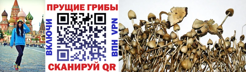 что такое   Волгоград  Галлюциногенные грибы MAGIC MUSHROOMS 